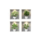 4PCS Tropical Green Plant Wall Stickers for Bedroom